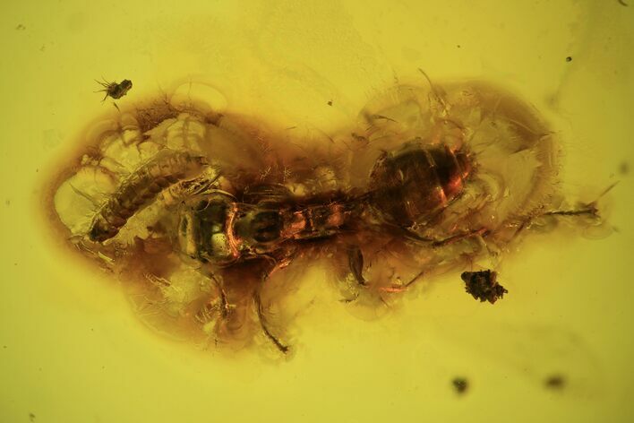Fossil Beetle Larva (Coleoptera) & Ant (Formicidae) In Baltic Amber #90848